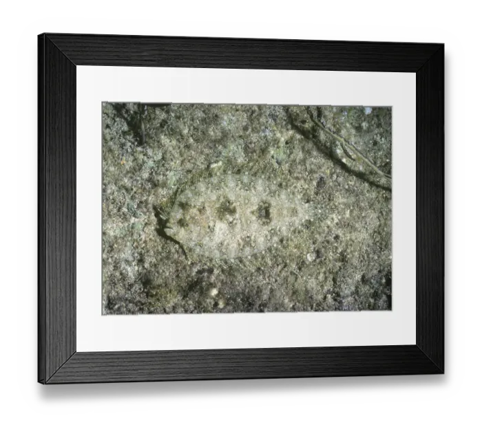 Framed Print : Peacock Flounder (Bothus mancus), Caribbean