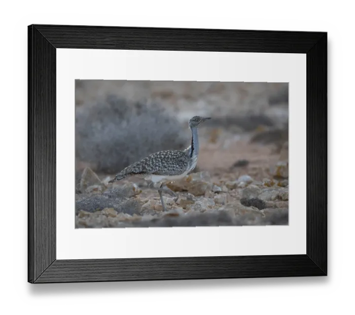Framed Print : Cantilever Bustard (Chlamydotis undulata fuertaventurae)