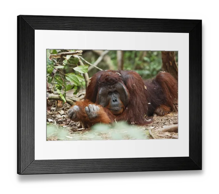 Framed Print : Orang-Utan (Pongo pygmaeus) in Tanjung Putting national park
