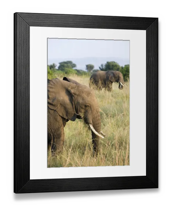 Framed Print : African bush elephants (Loxodonta africana)