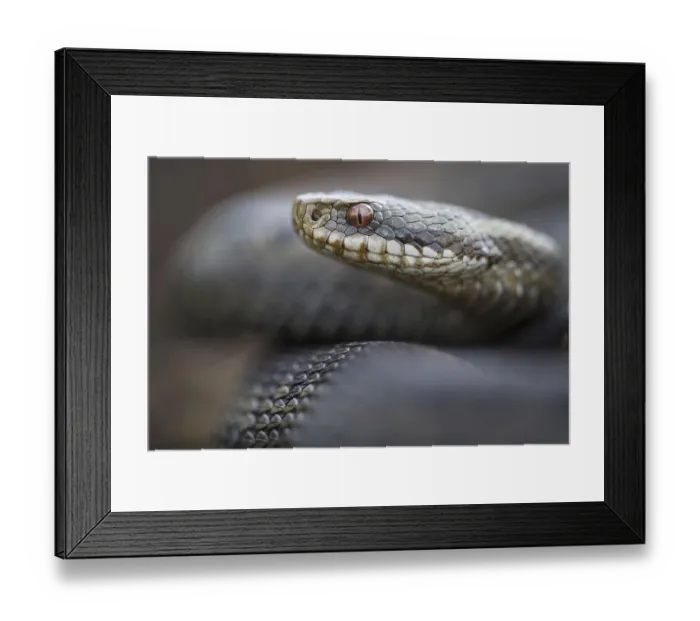 Framed Print : Common European viper (Vipera berus) Goldenstedter Moor