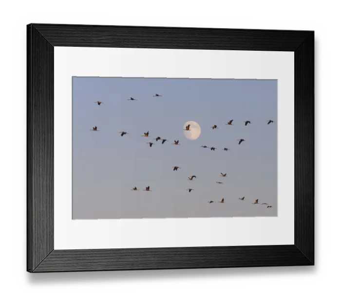 Framed Print : Cranes move in front of the moon Framed Print : Cranes move in front of the moon