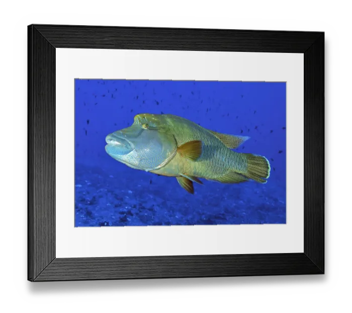 Framed Print : Humphead Wrasse (Cheilinus undulatus) Framed Print : Humphead Wrasse (Cheilinus undulatus)