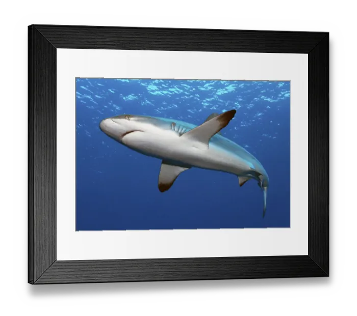 Framed Print : Grey reef shark (Carcharhinus amblyrhynchos)