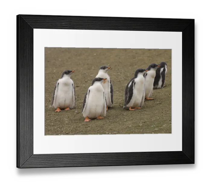 Framed Print : Gentoo Penguins (Pygoscelis papua) Framed Print : Gentoo Penguins (Pygoscelis papua)