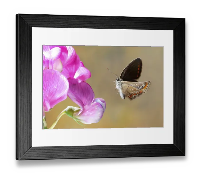 Framed Print : Common blue butterfly (Polyommatus icarus)