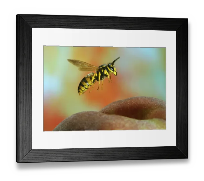 Framed Print : German wasp (Vespula germanica) (Paravespula germanica)
