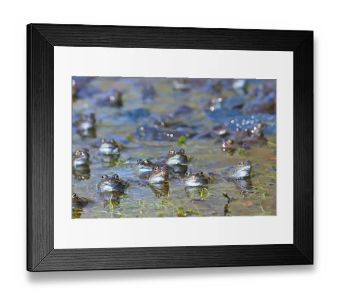 Framed Print : Common European Frog (Rana temporaria)
