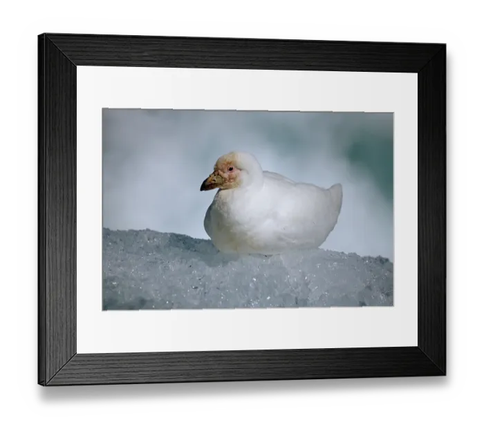 Framed Print : Snowy Sheathbill (Chionis alba)