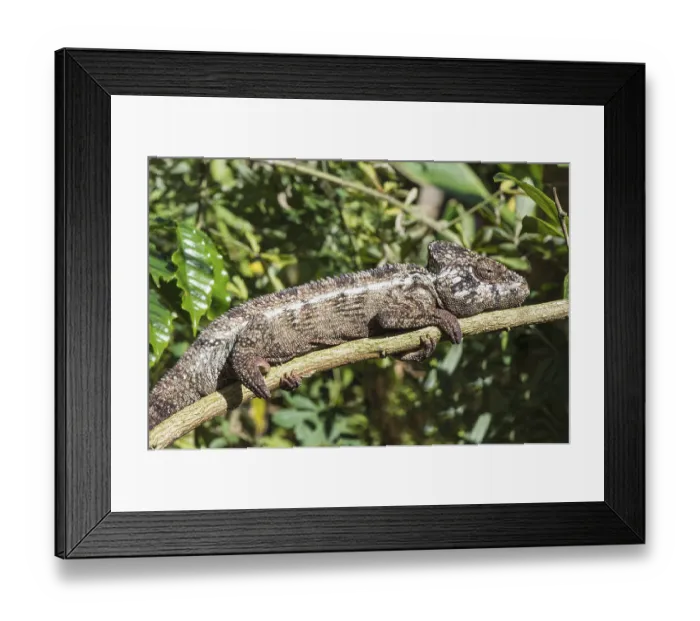 Framed Print : Oustalet's or Malagasy malagasy giant chameleon (Furcifer oustaleti) Framed Print : Oustalet's or Malagasy malagasy giant chameleon (Furcifer oustaleti)