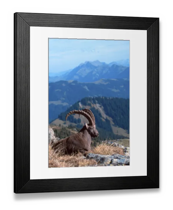 Framed Print : Alpine Ibex (Capra ibex), male Framed Print : Alpine Ibex (Capra ibex), male