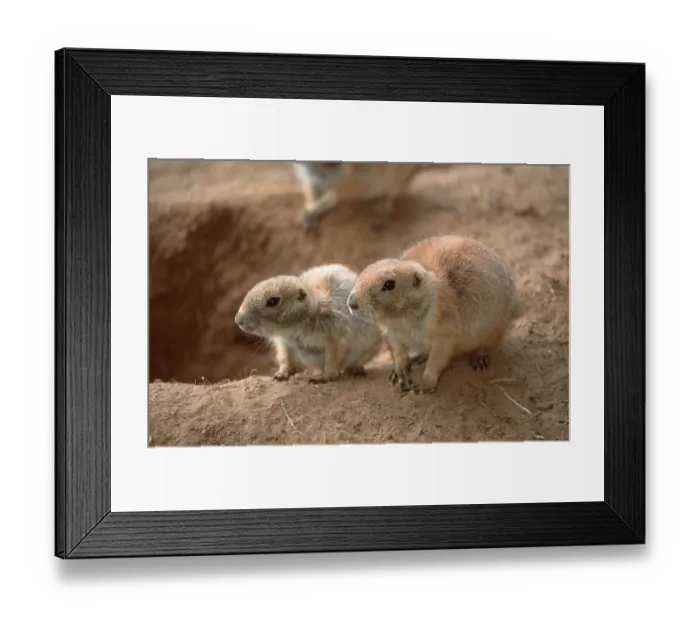 Framed Print : Black-tailed Prairie Dog (Cynomys ludovicianus) with young