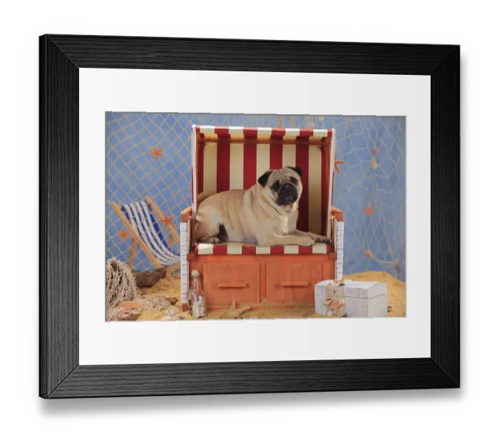 Framed Print : Pug