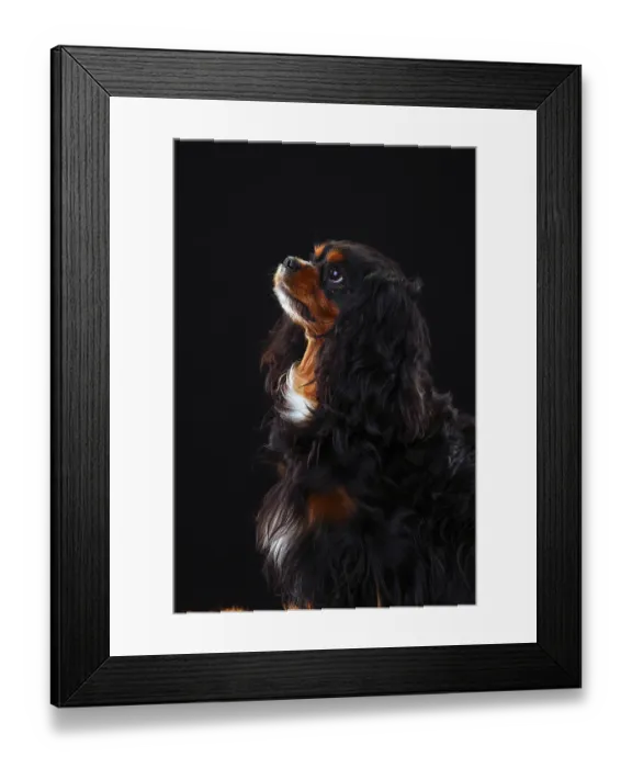 Framed Print : Cavalier King Charles Spaniel, black-and-tan