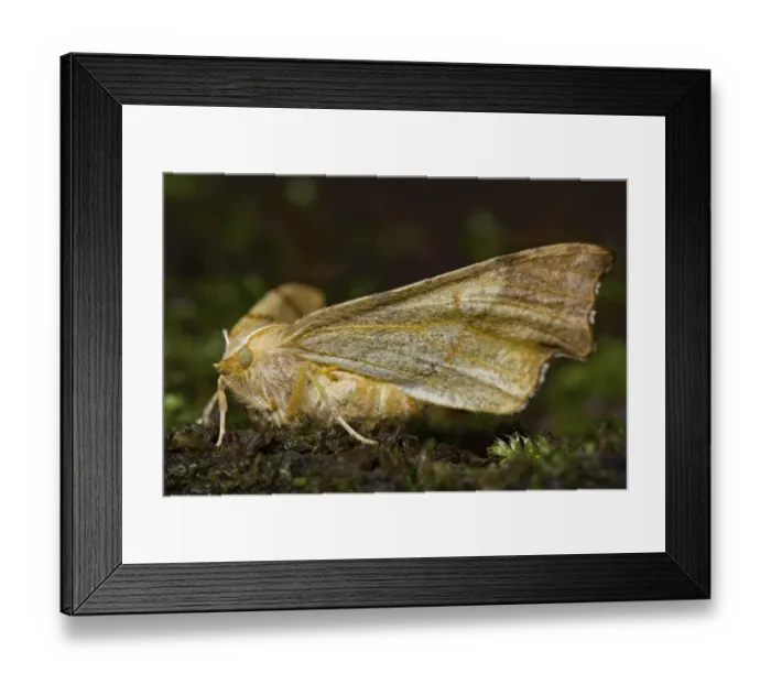 Framed Print : August thorn moth (Ennomos quercinaria)