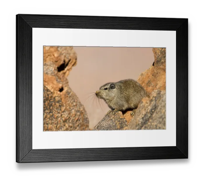 Framed Print : Dassie rat between rocks. Tiras Mountains Framed Print : Dassie rat between rocks. Tiras Mountains