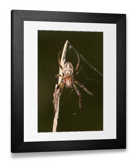 Framed Print : Larinioides cornutus Framed Print : Larinioides cornutus