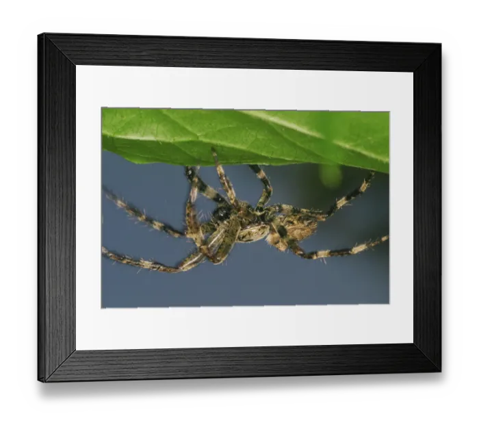 Framed Print : Araneus diadematus