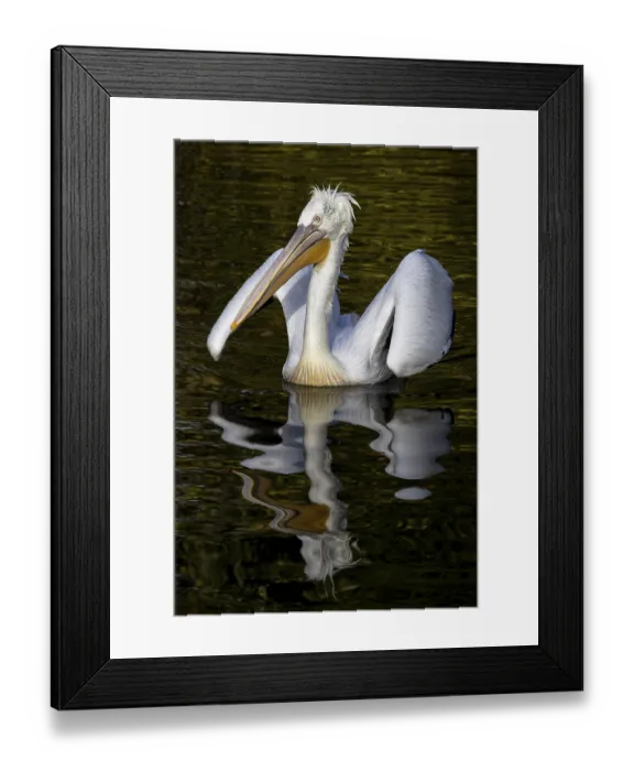 Framed Print : Dalmatian Pelican (Pelecanus crispus) Framed Print : Dalmatian Pelican (Pelecanus crispus)