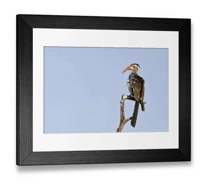 Framed Print : Red-billed Hornbill (Tockus erythrorhynchus)