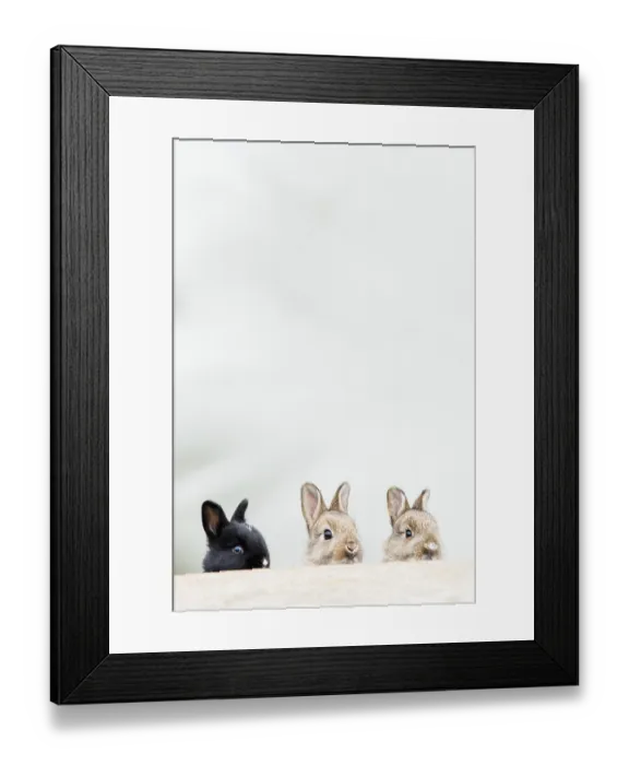 Framed Print : Young European rabbits (Oryctolagus cuniculus) Framed Print : Young European rabbits (Oryctolagus cuniculus)