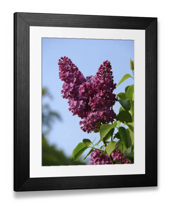 Framed Print : Common Lilac (Syringa vulgaris)