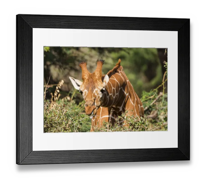 Framed Print : Reticulated giraffe or Somali giraffe (Giraffa reticulata camelopardalis) eating