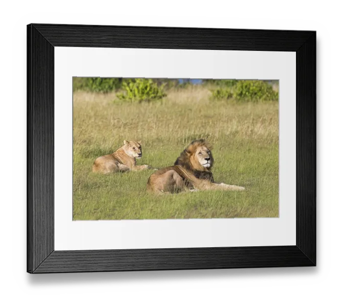 Framed Print : Lions (Panthera leo), pair of animals after mating Framed Print : Lions (Panthera leo), pair of animals after mating
