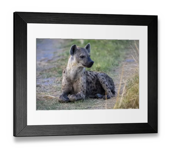 Framed Print : Spotted hyena (Crocuta crocuta) Framed Print : Spotted hyena (Crocuta crocuta)