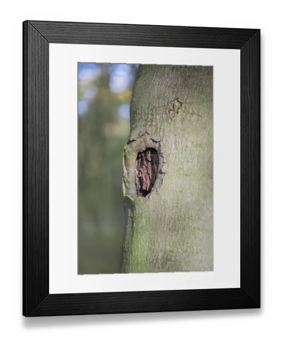 Framed Print : Deadwood structure Cave in deciduous forest
