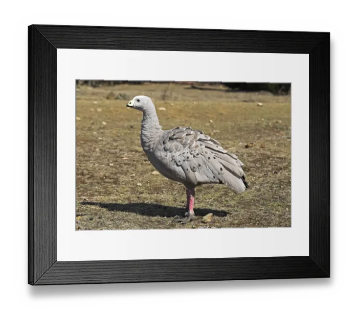 Framed Print : Cape Barren Goose, Cereopsis novaehollandiae