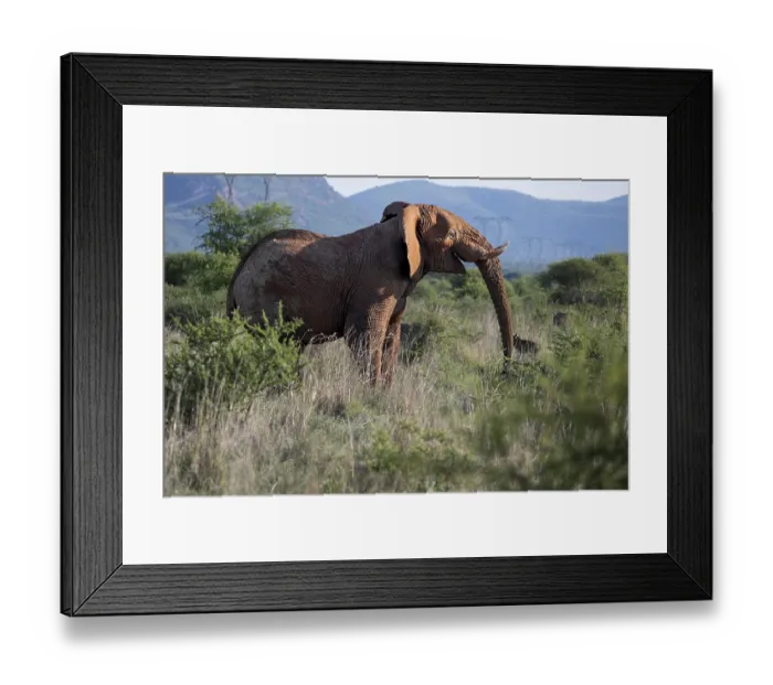 Framed Print : African elephant (Loxodonta africana) bull