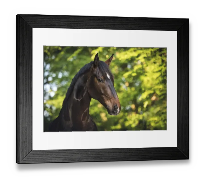 Framed Print : Sports horse (Equus), animal portrait in front of Blatter-Hintergrund