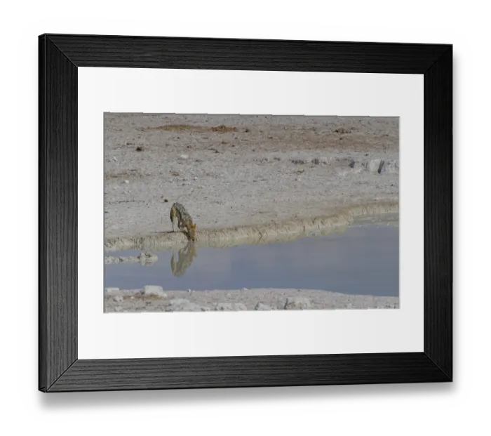 Framed Print : Black-backed jackal (Canis mesomelas) Framed Print : Black-backed jackal (Canis mesomelas)