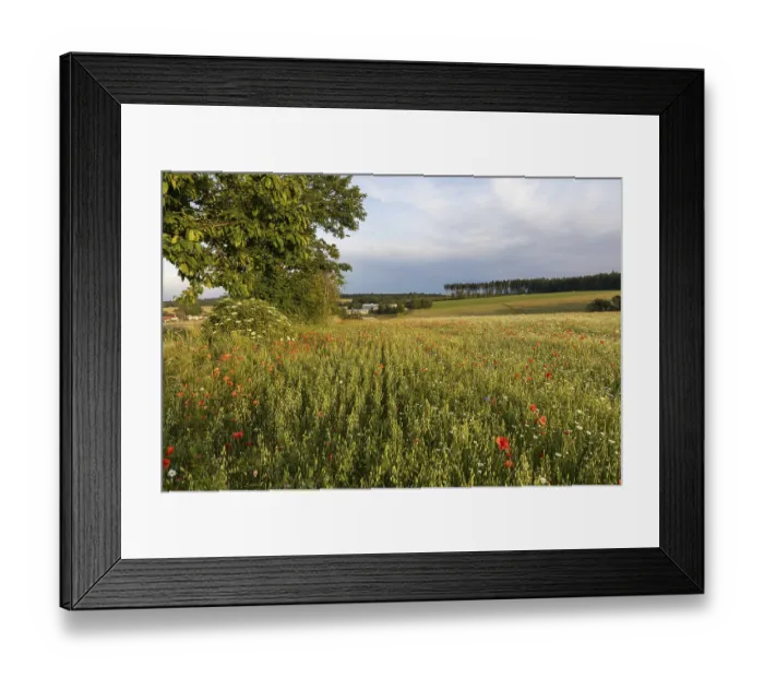 Framed Print : Flowering meadows and fields