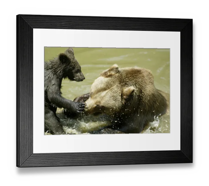 Framed Print : Brown bear (Ursus arctos) enclosure / zoo Framed Print : Brown bear (Ursus arctos) enclosure / zoo