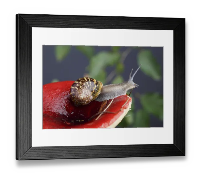 Framed Print : Autumn picture with snail on forest mushroom with moss and leaves