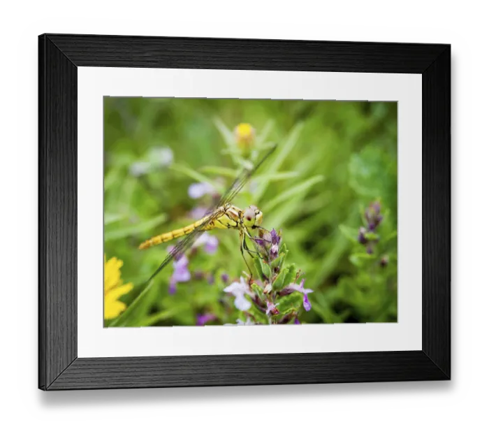 Framed Print : Dragonfly on a flower