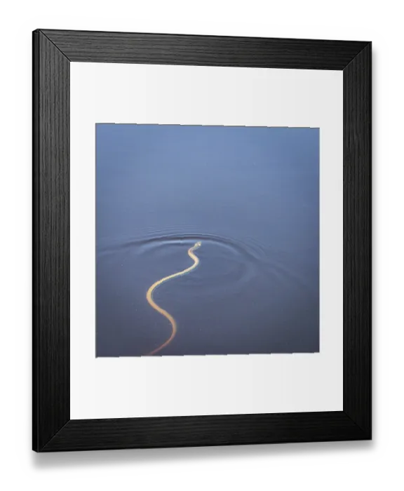 Framed Print : Grass snake swims in green waters while hunting with sticking his tongue out to gather scents of prey