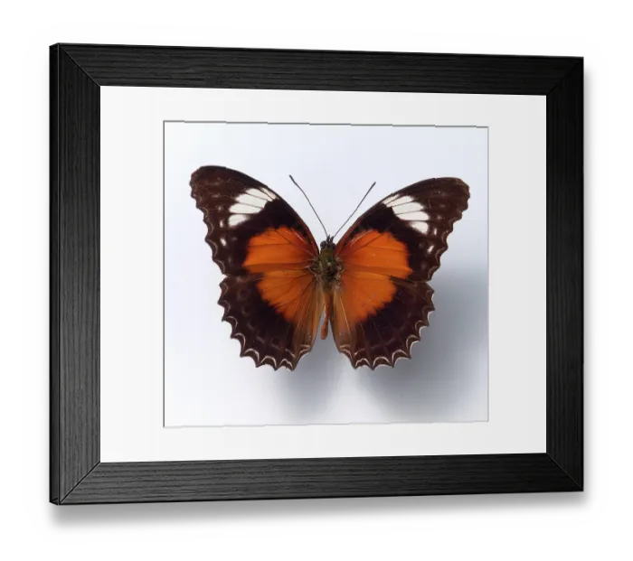 Framed Print : Tropical butterfly, free-standing