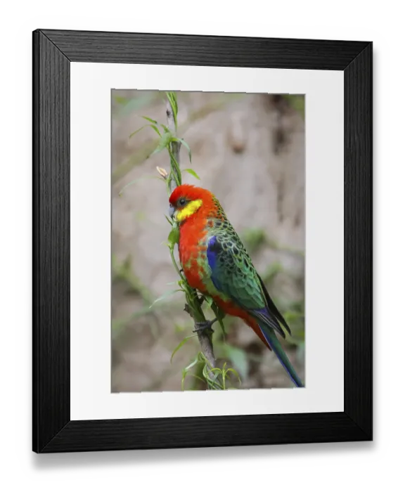 Framed Print : Colorful Western rosella perching on a branch
