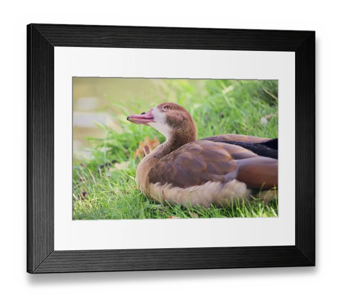 Framed Print : Wild goose, wild goose 01