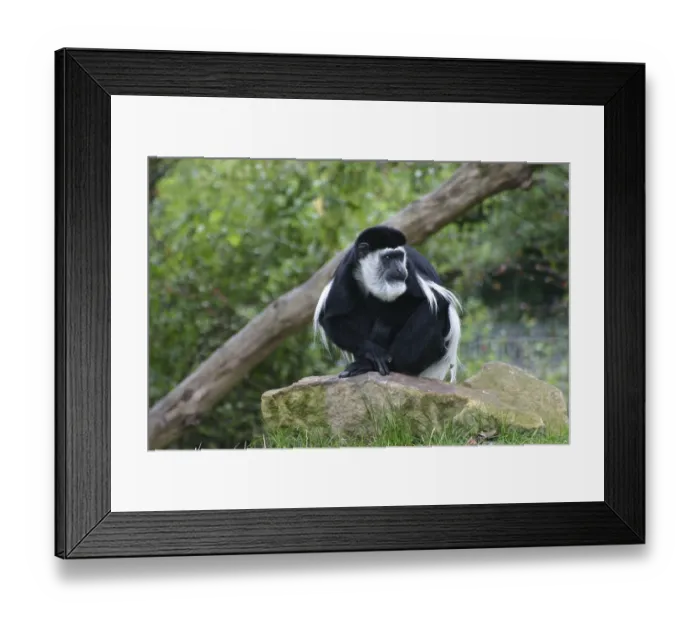 Framed Print : Guereza on a stone Framed Print : Guereza on a stone