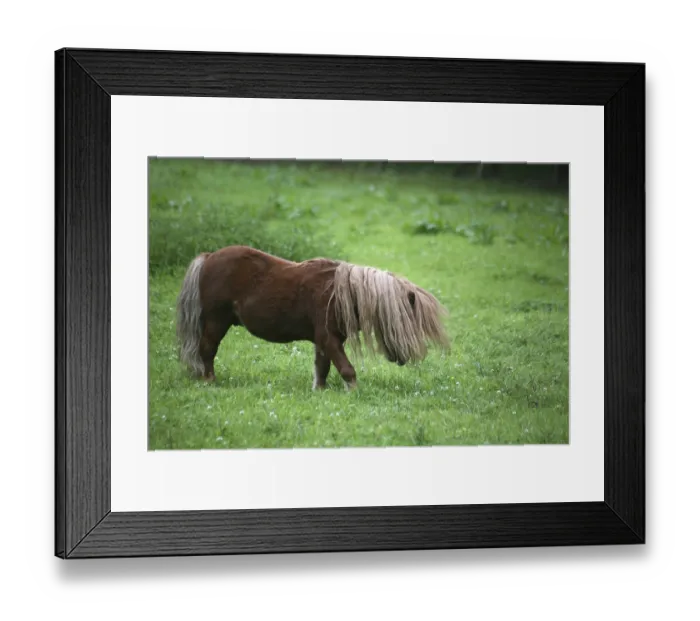 Framed Print : Robust small horses