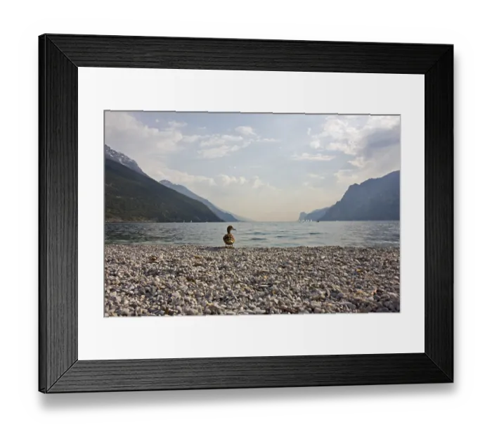 Framed Print : Duck at garda lake in italy