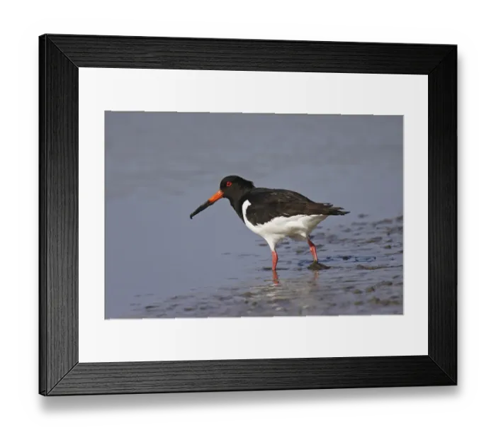 Framed Print : Oystercatcher, Haematopus ostralegus Framed Print : Oystercatcher, Haematopus ostralegus