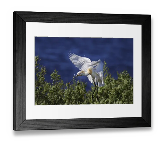 Framed Print : Loeffler, Platalea leucorodia, Eurasian spoonbill