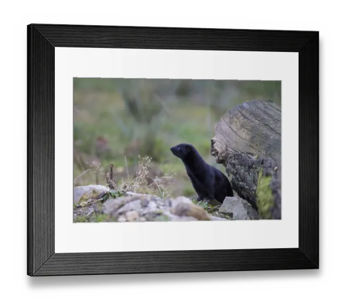 Framed Print : Mink American, Mustela vison, American mink