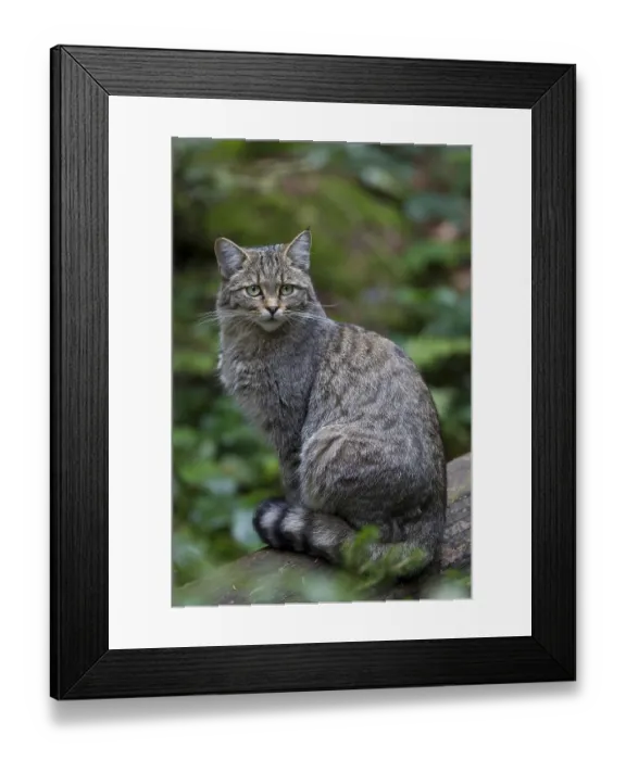 Framed Print : Wildcat, Felis silvestris, wildcat Framed Print : Wildcat, Felis silvestris, wildcat