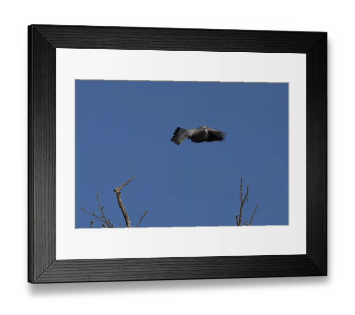 Framed Print : A wood pigeon flies over a bare tree Framed Print : A wood pigeon flies over a bare tree